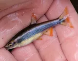 Flagfin Shiner, photographed in Florida