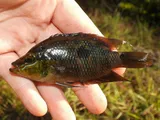 Salvin's Cichlid, photographed in Florida