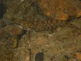 Coal Darter, photographed in Alabama