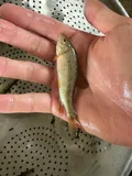 Western Creek Chubsucker, photographed in Ohio