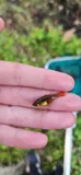 Variable Platyfish, photographed in Florida