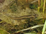 Largespring Gambusia, photographed in Texas