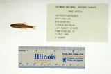 Pugnose Shiner, photographed in Illinois