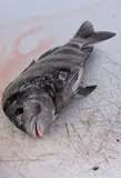 Sheepshead, photographed in Florida