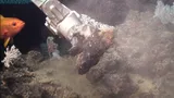 Randall's Snapper