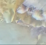 Atlantic Tomcod, photographed in Massachusetts