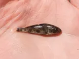 Gulf Minkfish, photographed in New Jersey