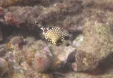 Smooth Trunkfish, photographed in Saint George