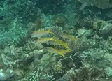 Yellowfin Goatfish, photographed in Palawan
