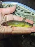 Bowfin, photographed in Louisiana