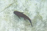 Headwater Catfish, photographed in Texas