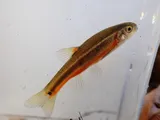 Flame Chub, photographed in Tennessee