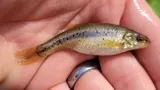 Allegheny Pearl Dace, photographed in Maryland