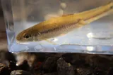 Bluntnose Minnow, photographed in Mississippi