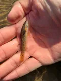 Gulf Darter, photographed in Tennessee