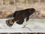 Okefenokee Pygmy Sunfish, photographed in Florida