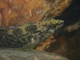 Wounded Darter, photographed in North Carolina