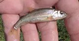 Redside Dace, photographed in Ontario