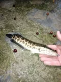 Blotched Snakehead, photographed in Ninh Bình