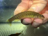 Redfin Darter, photographed in Arkansas