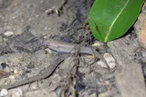 Hart's Rivulus, photographed in Tunapuna/Piarco