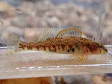 Seagreen Darter, photographed in North Carolina