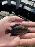 Salvin's Cichlid, photographed in Florida