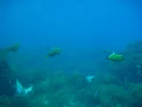 Redtail Triggerfish, photographed in Baja California