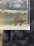 Banded Pygmy Sunfish, photographed in Louisiana