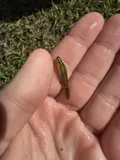 Pygmy Killifish, photographed in Georgia