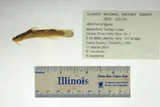 Elegant Madtom, photographed in Kentucky