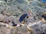 Pinktail Durgon, photographed in Western
