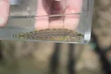 Redspot Darter, photographed in Mississippi