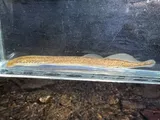 Least Brook Lamprey, photographed in Kentucky