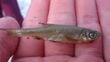 Golden Shiner, photographed in Ohio