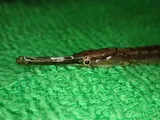 Shorttailed Pipefish, photographed in Kanagawa