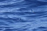 Sailfin Flyingfish