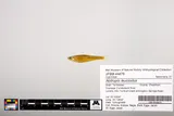 Tennessee Shiner, photographed in Tennessee