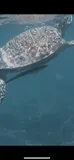 Sharksucker, photographed in Queensland