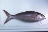 Rosy Snapper, photographed in Hawaii