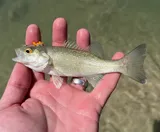 Guadalupe Bass, photographed in Texas