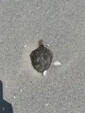 Lined Sole, photographed in Florida