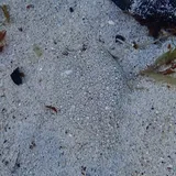 Eyed Flounder, photographed in Fort-de-France