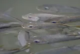 Blackchin Tilapia, photographed in Western