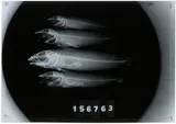 Pacific River Goby