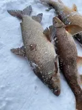 Lake Whitefish, photographed in Québec