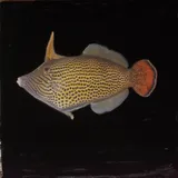 Fantail Filefish, photographed in Hawaii