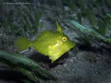 Pygmy Filefish, photographed in Florida