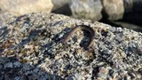 American Eel, photographed in Nova Scotia