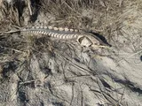 Atlantic Sturgeon, photographed in Maine